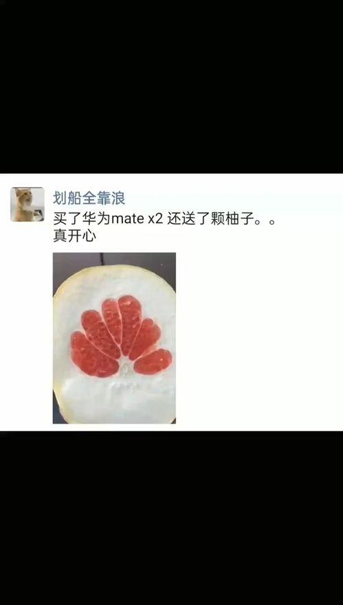 国产肉视频网站,探索中国肉类产业的魅力与未来