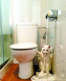 国产智能马桶盖安装视频,轻松上手，享受舒适生活