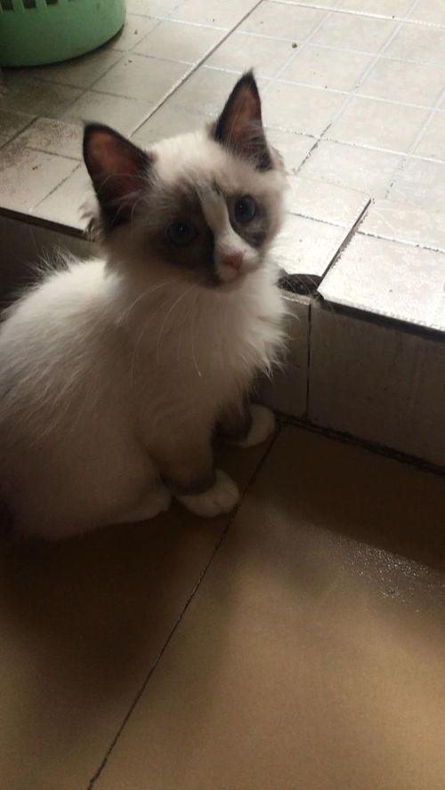 布偶吃国产猫好吗视频,布偶猫食用体验分享