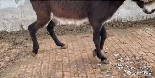 国产驴子绝种了吗视频,探寻古老物种的生存危机