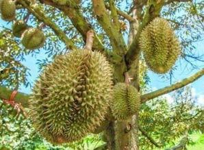 神奇的国产榴莲树视频在线播放