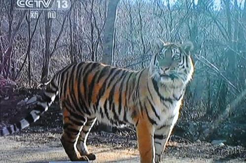 国产东北虎视频在线播放,国产视频带你领略野生王者魅力